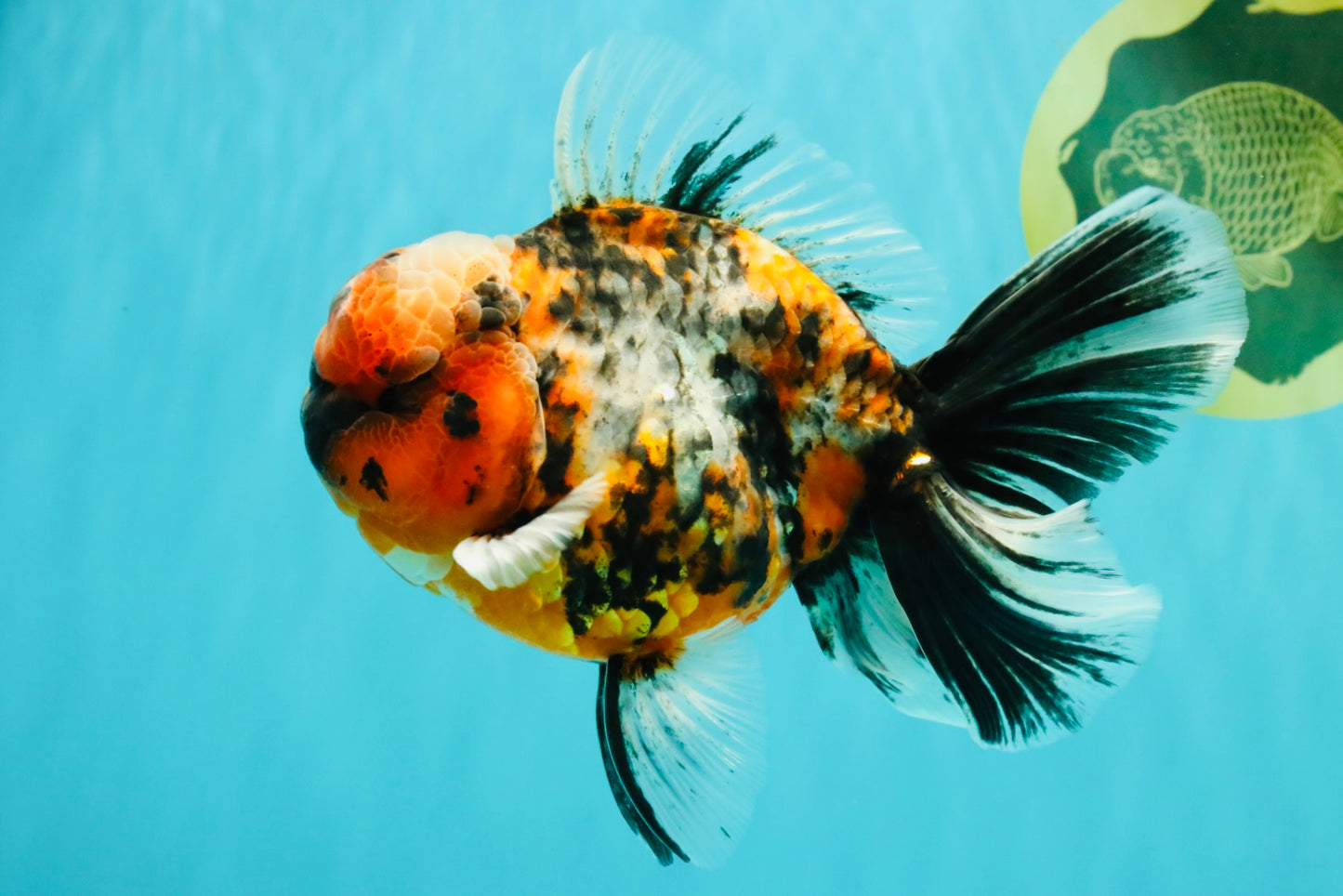 AAA Grade Special Calico Oranda Male 6 inches #062626OR_20