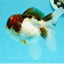 Cheerful Tricolor Oranda Female 4.5 inches #0524OR_05