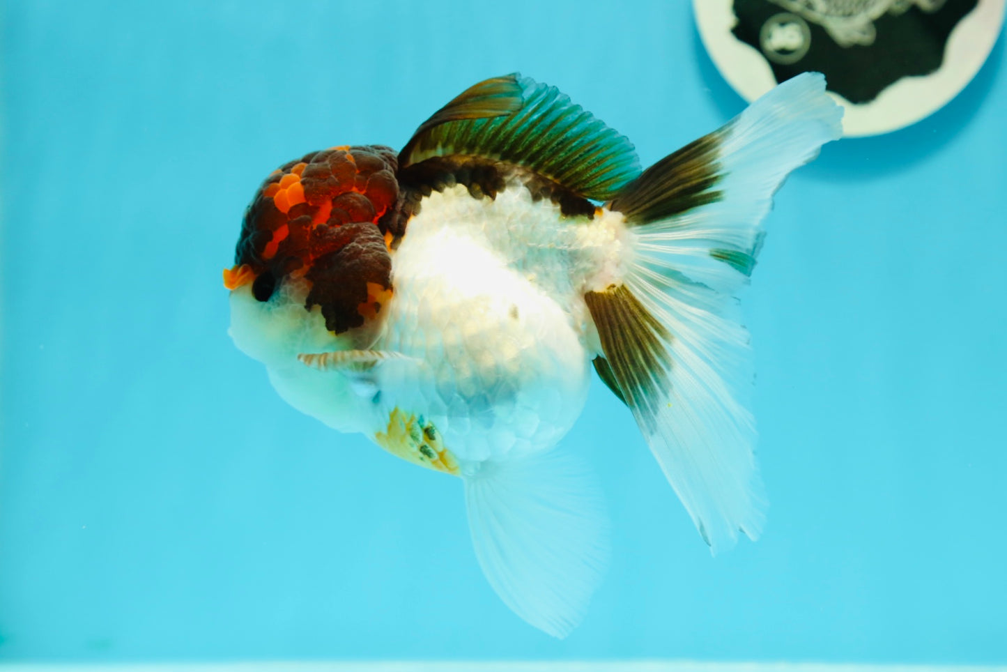 Cheerful Tricolor Oranda Female 4.5 inches #0524OR_05