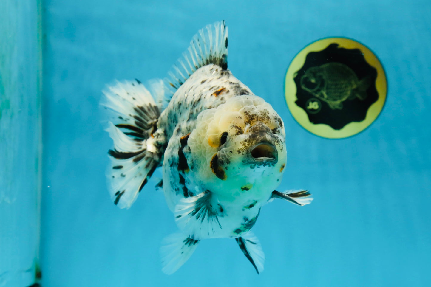 MONSTER AAA Grade White Tiger Yuanbao Male 7-7.5 inches #042525_01