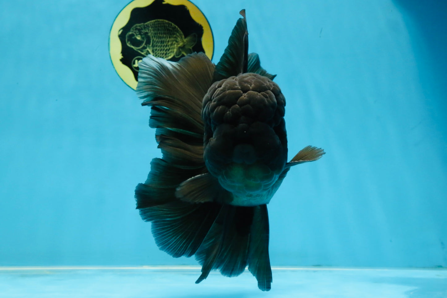 A Grade JUMBO Black Oranda Male 6.5 inches #110725OR_05