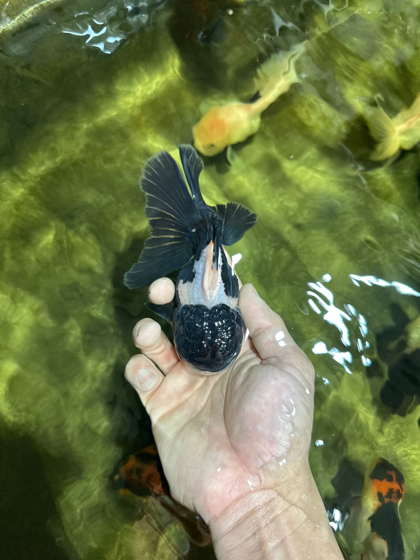 ONE OF A KIND AAA Grade Onyx Panda Oranda Male 5 inches #041825OR_11
