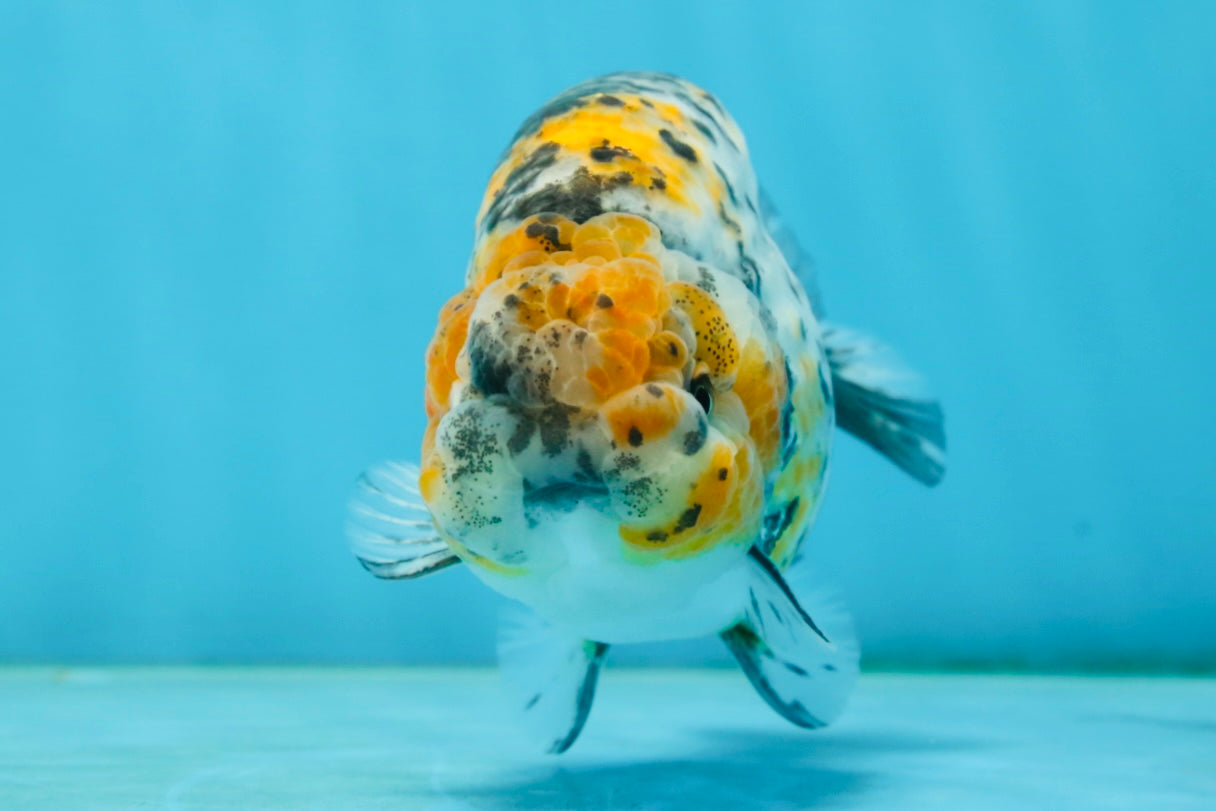 A Grade Tricolor Tiger LionKing 4.5-5 inches #062725LC_02