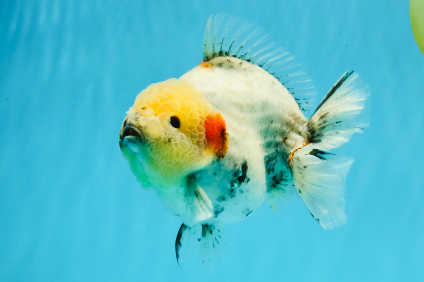 AAA Grade Marble Yuanbao Male 5.5-6 inches #041026YB_25