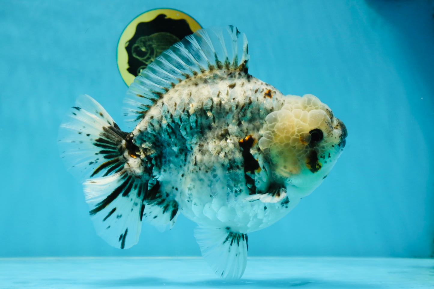 MONSTER AAA Grade White Tiger Yuanbao Male 7-7.5 inches #042525_01