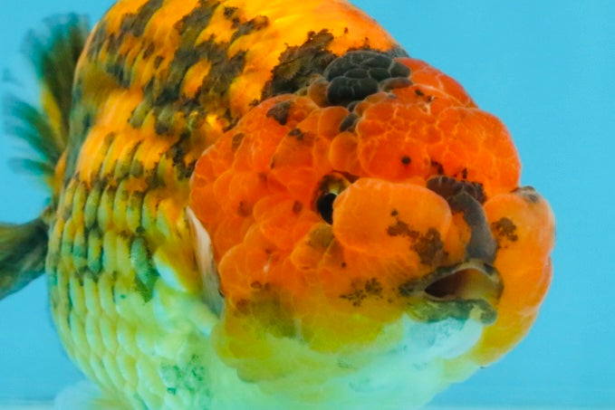 CHUBBY A Grade Tiger LionKing 4.5 inches #112825LC_12