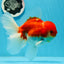 AAA Grade Cherry Sakura Oranda Male 6 inches #0927OR_02