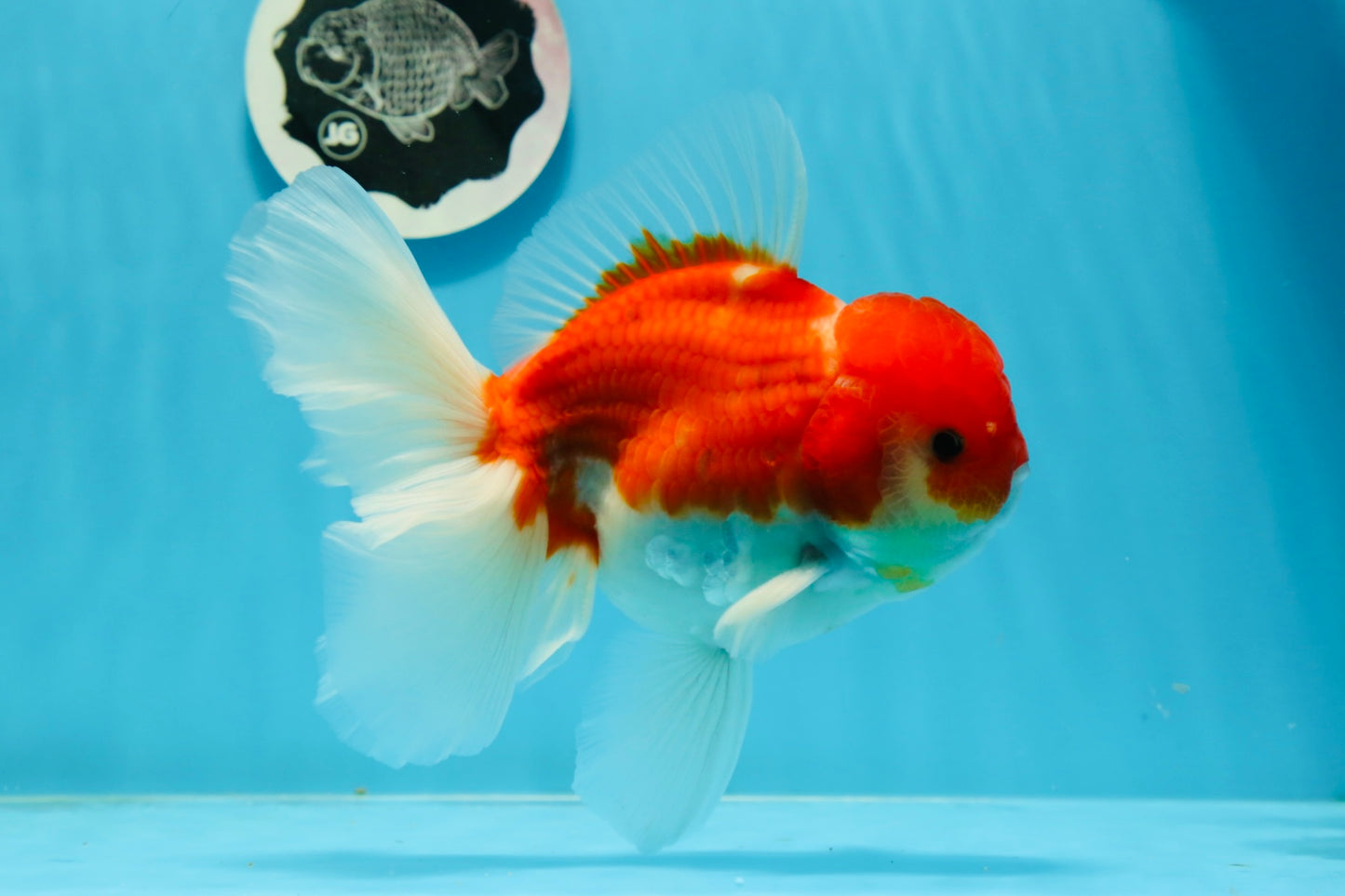 AAA Grade Cherry Sakura Oranda Male 6 inches #0927OR_02