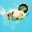 Oranda hembra de cola de nieve Sakura de grado A, 5,5 pulgadas, n.º 0607OR_11