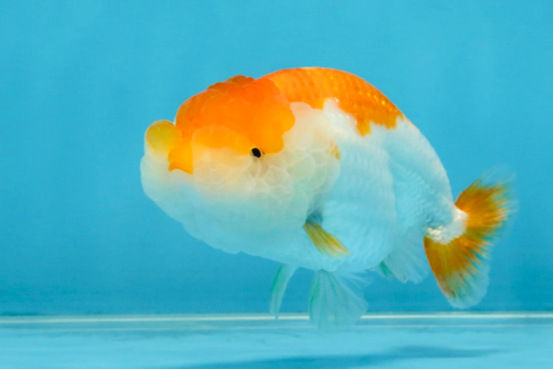 Red White Lionchu Female 4 inches #121925LC_04