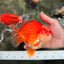 CHONKY AAA Grade Red White Yuanbao Male 5.5-6 inches #050126YB_17