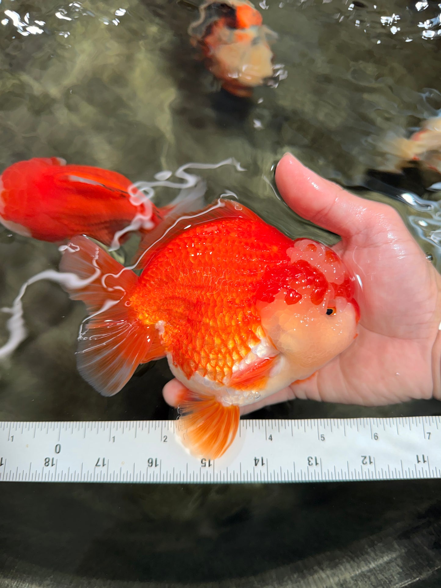 CHONKY AAA Grade Red White Yuanbao Male 5.5-6 inches #050126YB_17