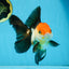 Tricolor Oranda Female 5.5 inches #100325OR_14