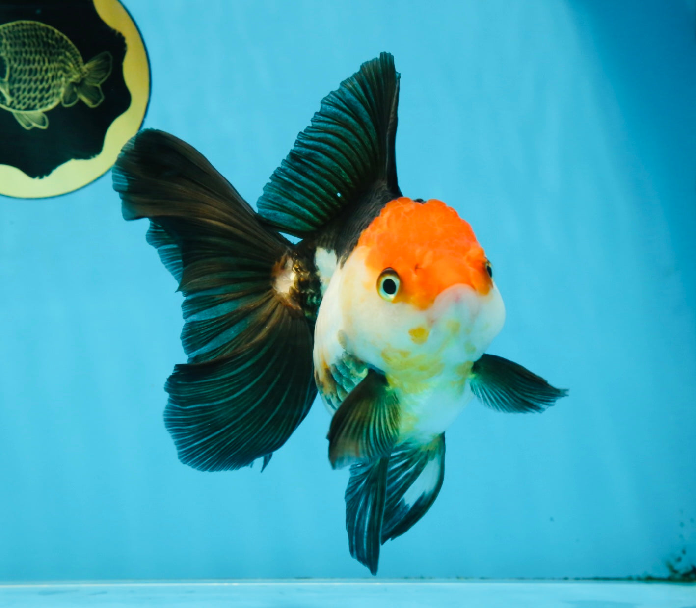 Tricolor Oranda Female 5.5 inches #100325OR_14