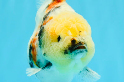 AAA Grade Marble Yuanbao Male 5.5-6 inches #041026YB_25