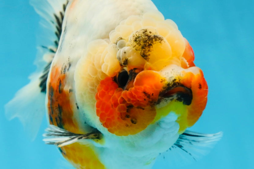 AAA Grade Big Body Godzilla Ink Calico Yuanbao Female 6 inches #051625YB_12