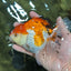 A Grade Tricolor Oranda Female 5.5 inches #112924OR_13