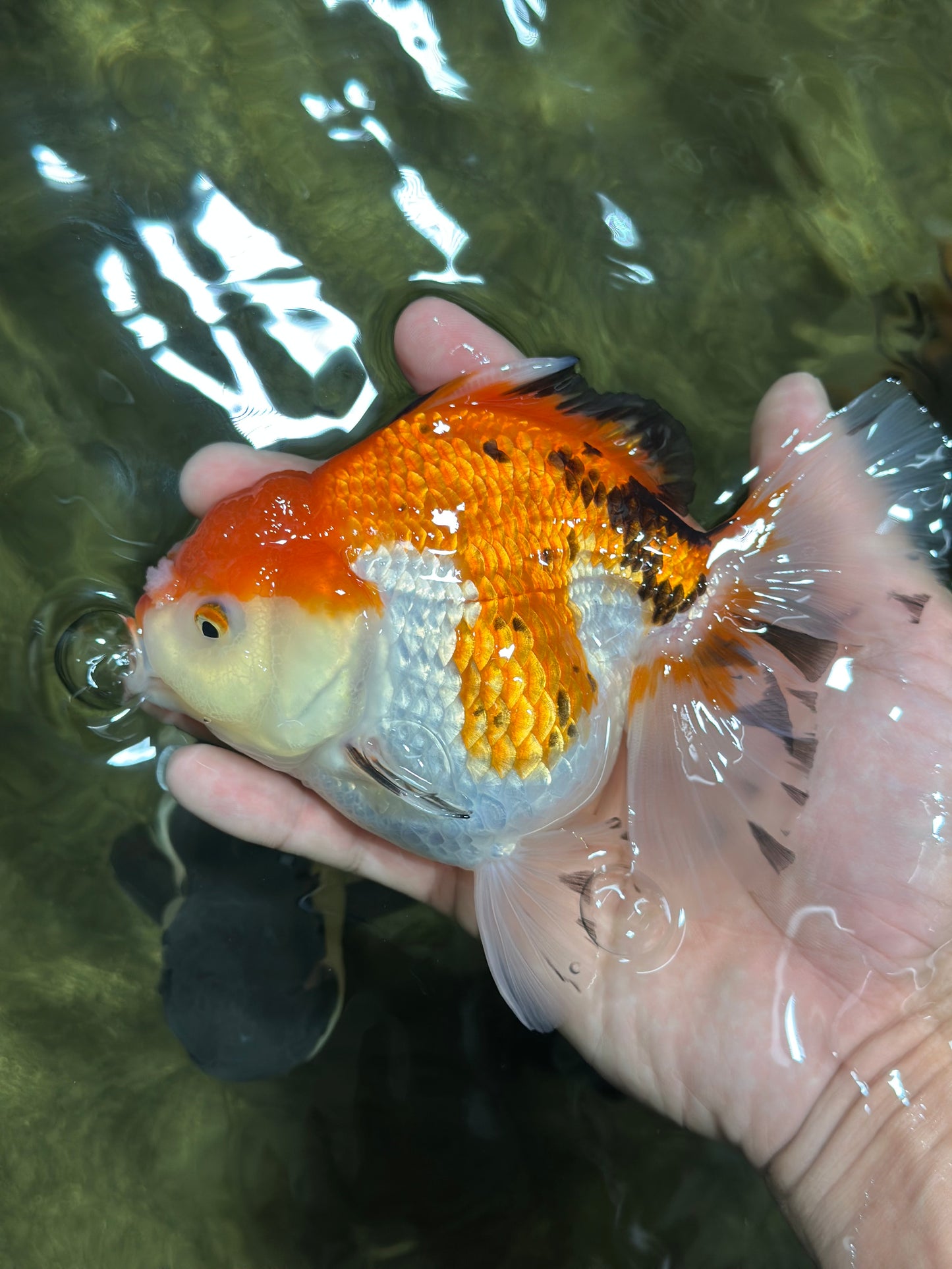 A Grade Tricolor Oranda Female 5.5 inches #112924OR_13