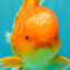 A Grade Red White Oranda Male 5.5-6 inches #091826OR_03
