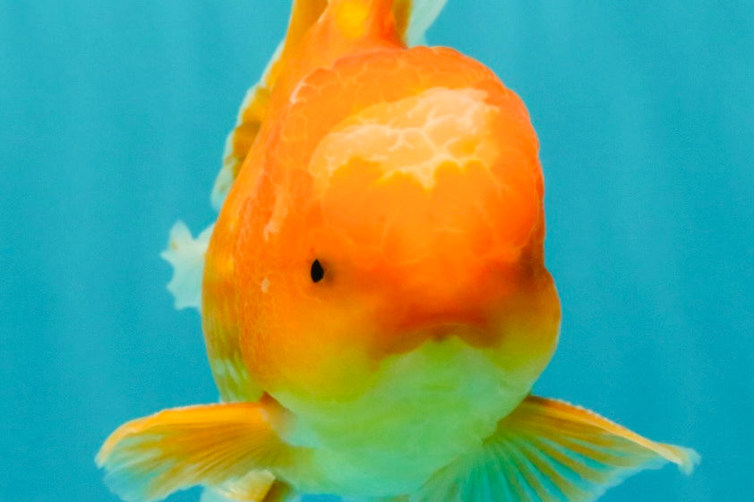 A Grade Red White Oranda Male 5.5-6 inches #091826OR_03