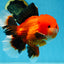AAA Grade Young Godzilla Apache Oranda Male 6 inches #081525OR_09