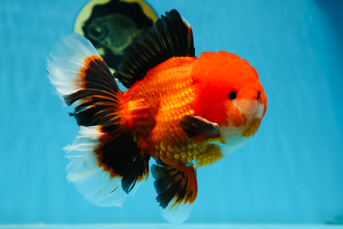 AAA Grade Young Godzilla Apache Oranda Male 6 inches #081525OR_09