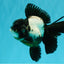 ROYAL A Grade Panda Oranda Female 5.5-6 inches #031326OR_24