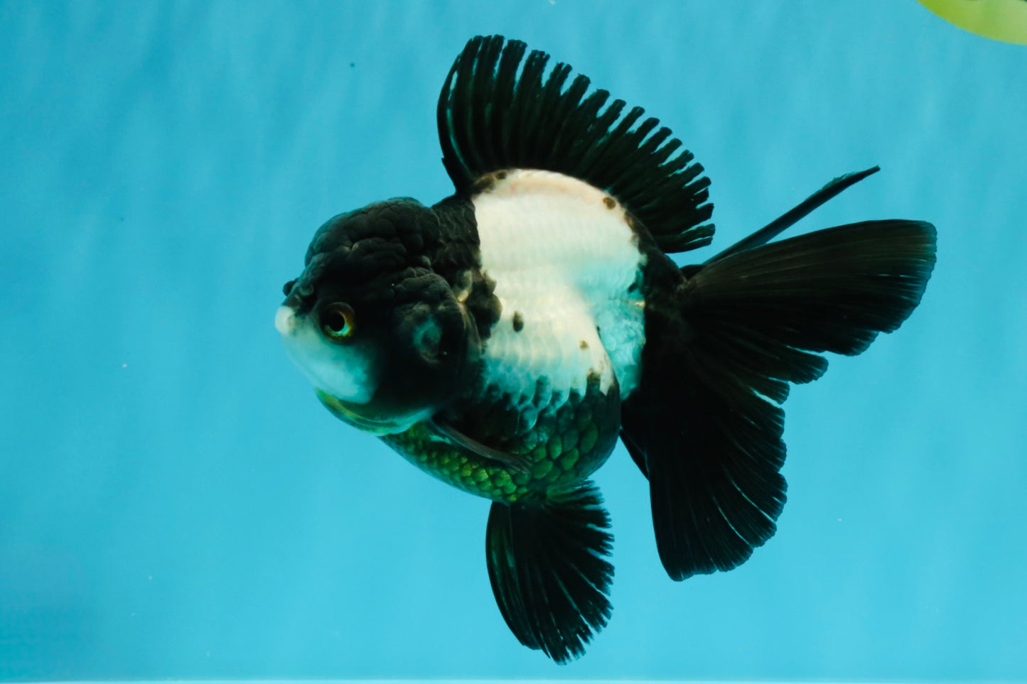 ROYAL A Grade Panda Oranda Female 5.5-6 inches #031326OR_24