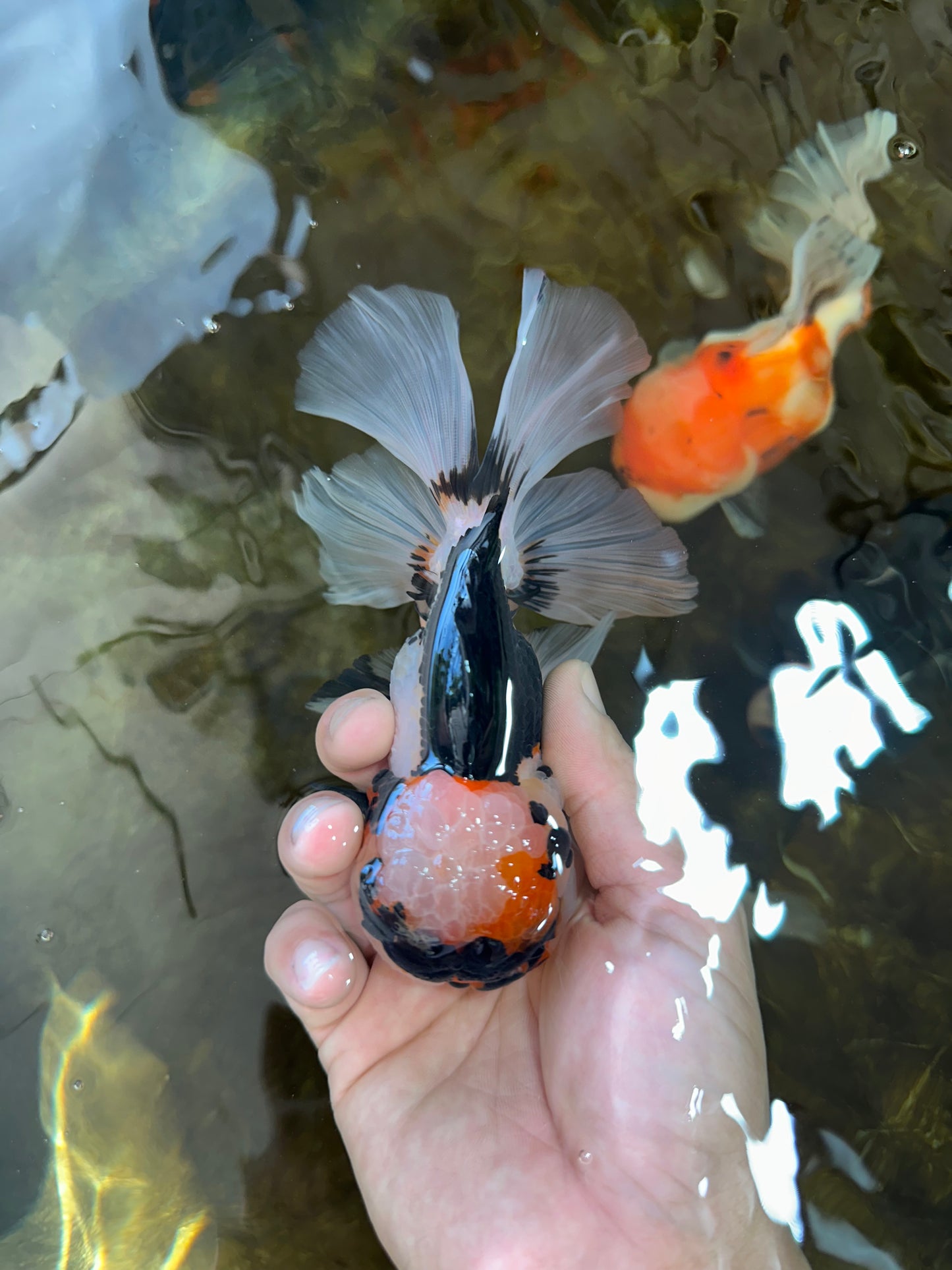 A Grade SPECIAL Tricolor Oranda Male 5.5 inches #062025OR_17
