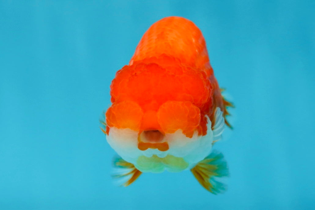 A Grade Red White LionQueen 4-4.5 inches #053025LC_06