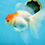 A Grade Red White Oranda Female 6 inches #071125OR_06