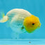 Super Lemonhead Lionchu Male 4 inches #0920LC_05