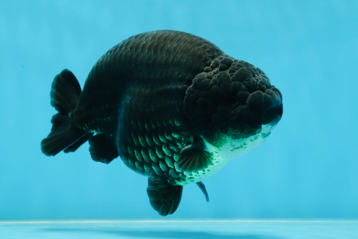 Bad Ranchu SHOW GRADE Black King Kong Strong Body Structure Ranchu Male 5.5 inche ...