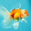 A Grade Red White Oranda Male 5.5-6 inches #090426OR_09