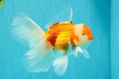 A Grade Red White Oranda Male 5.5-6 inches #090426OR_09
