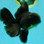 A Grade Black Oranda Male 5.5-6 inches #102326OR_11