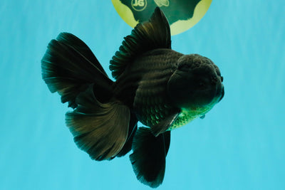 A Grade Black Oranda Male 5.5-6 inches #102326OR_11