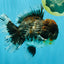 CHUBBY AAA Grade Godzilla Kirin Oranda Male 6.5 inches #050826OR_02