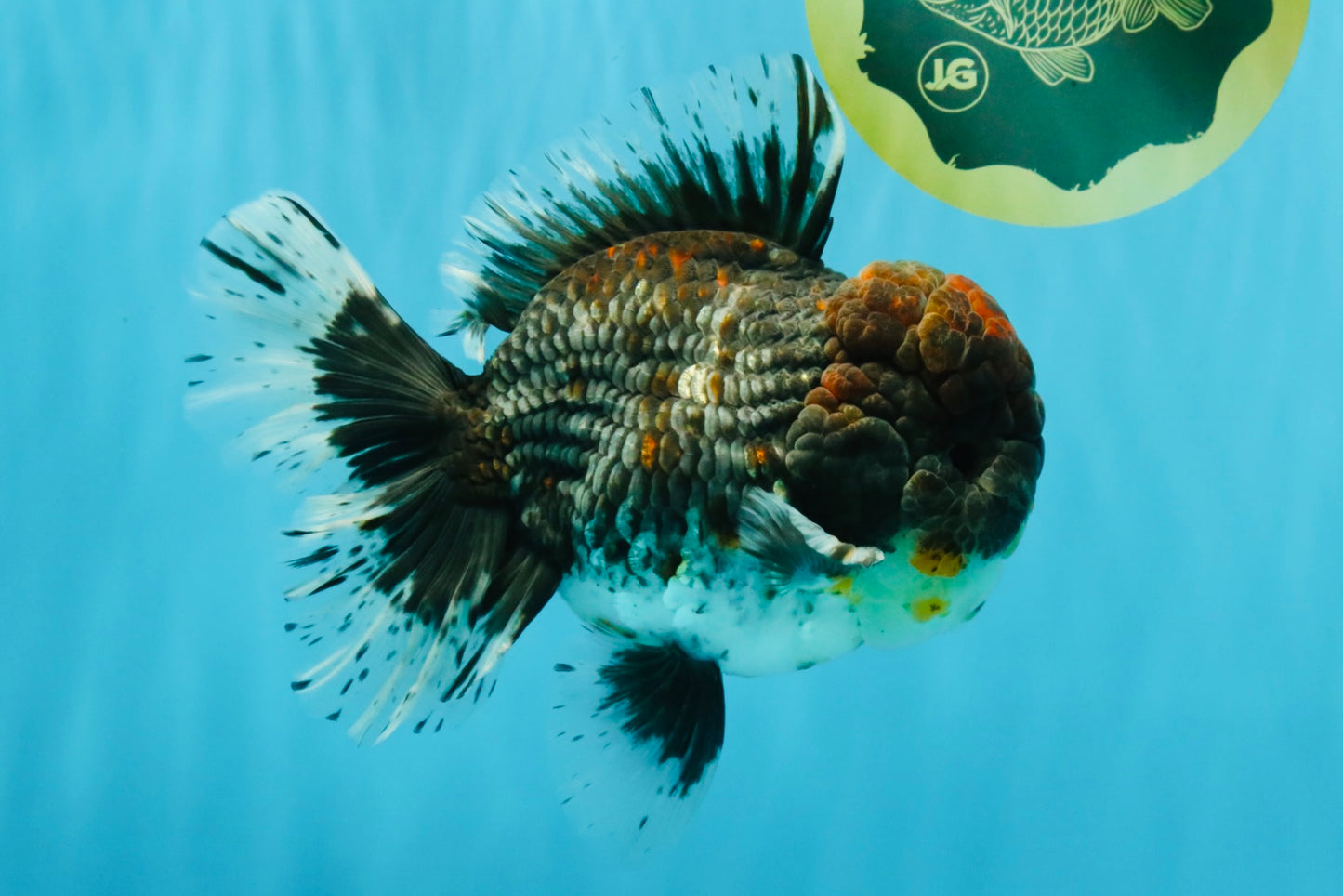 CHUBBY AAA Grade Godzilla Kirin Oranda Male 6.5 inches #050826OR_02