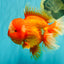 BIG WEN AAA Grade Red White Oranda Male 7.5-8 inches #070326OR_03