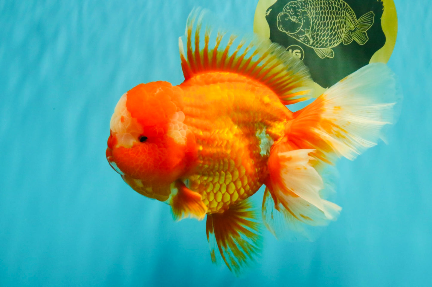 BIG WEN AAA Grade Red White Oranda Male 7.5-8 inches #070326OR_03