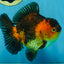 A Grade SUPER CUTE Apache Yuanbao Male 5 inches #091925YB_17