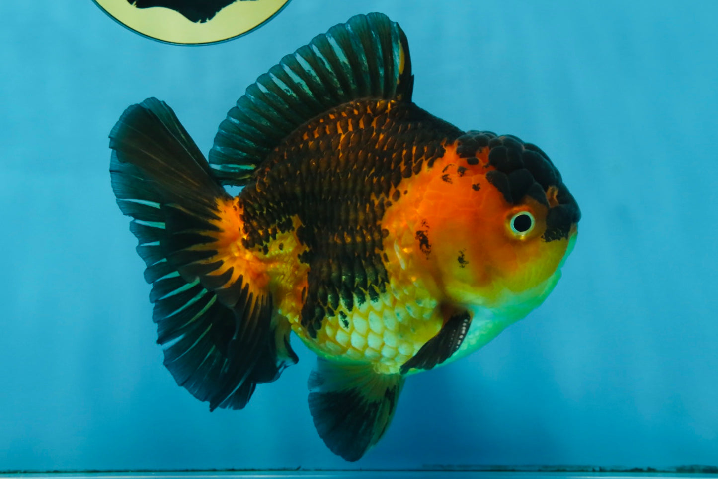 A Grade SUPER CUTE Apache Yuanbao Male 5 inches #091925YB_17