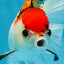 Tricolor Oranda Female 5-5.5 inches #112125OR_19