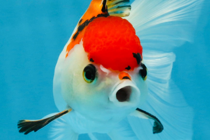 Tricolor Oranda Female 5-5.5 inches #112125OR_19