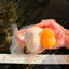 A  Grade White Oranda Male 6-6.5 inches #071026OR_27