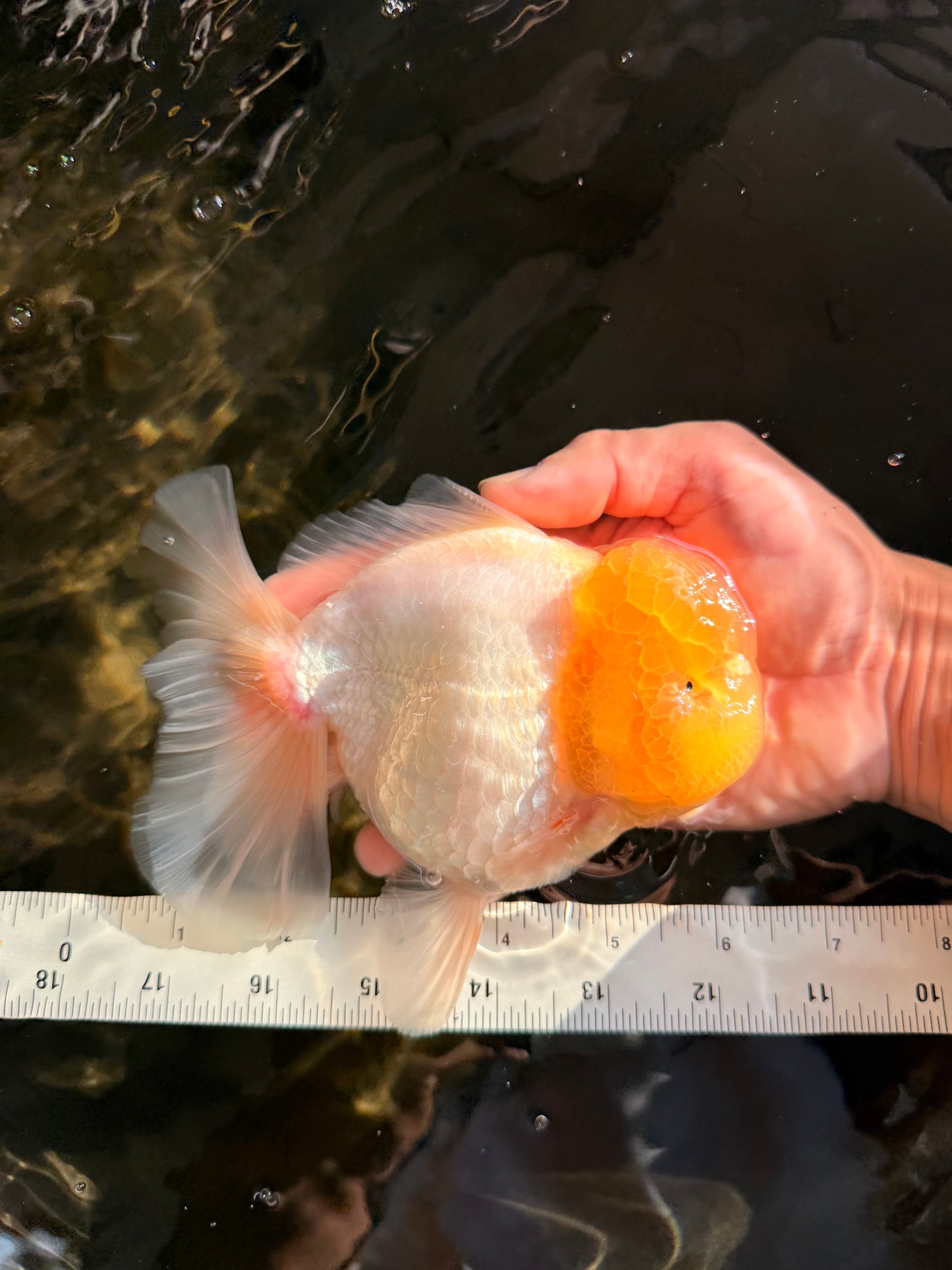 A  Grade White Oranda Male 6-6.5 inches #071026OR_27