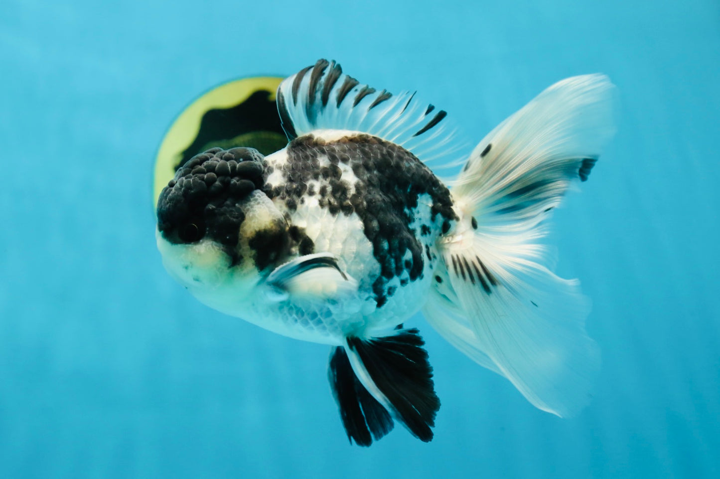 Super Panda Oranda Male 5 inches #042525OR_06