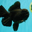 KING KONG AAA Grade Black Oranda Female 6.5-7 inches #100226OR_31