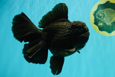 KING KONG AAA Grade Black Oranda Female 6.5-7 inches #100226OR_31
